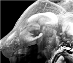 Mouse Cranium auto&GFP.png